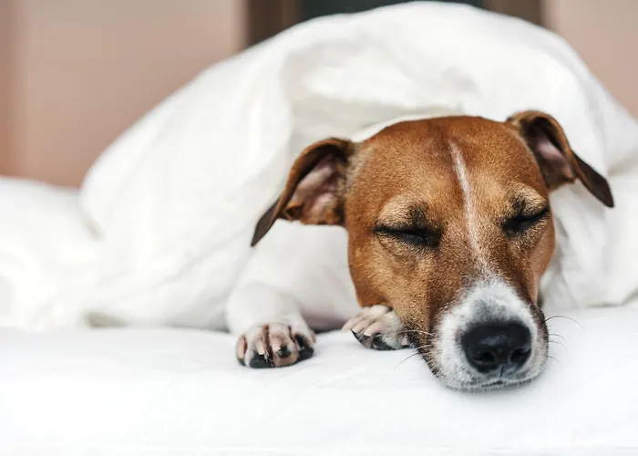 Garner - Gendarmenmarkt By Ihg 4* Berlin