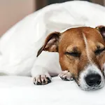 Garner - Gendarmenmarkt By Ihg 4* Berlin